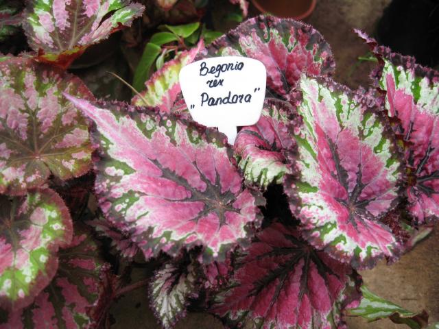 Begonia rex Pandora